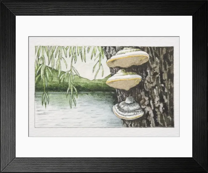 Framed Print : Phellinus igniarius, Grey Fire Bracket mushrooms fruiting on tree trunk, lake and mountain landscape in background Framed Print : Phellinus igniarius, Grey Fire Bracket mushrooms fruiting on tree trunk, lake and mountain landscape in background