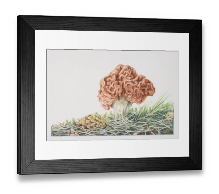 Framed Print : Gyromitra esculente, False Morel mushroom fruiting in grass Framed Print : Gyromitra esculente, False Morel mushroom fruiting in grass