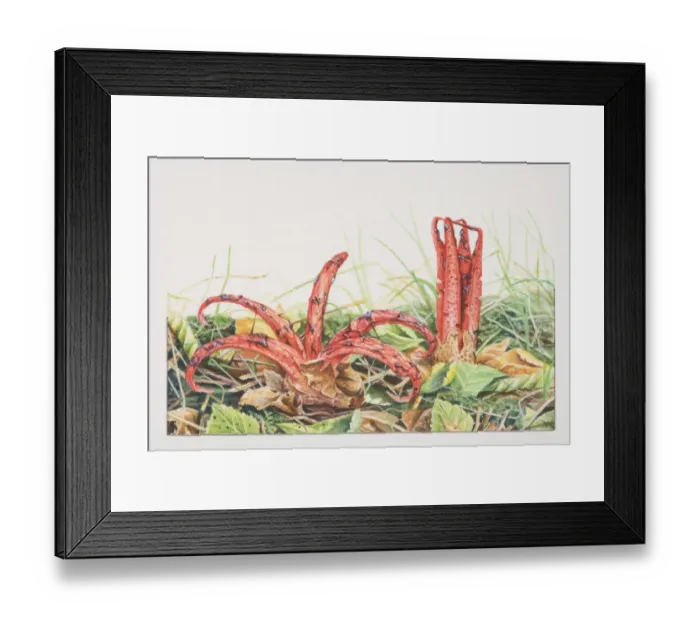Framed Print : Clathrus archeri, Devils Fingers mushrooms fruiting in wild grasses Framed Print : Clathrus archeri, Devils Fingers mushrooms fruiting in wild grasses