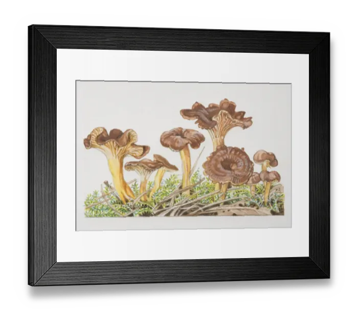 Framed Print : Cantharellus tubaeformis, Trumpet Chanterelle mushrooms fruiting amongst moss