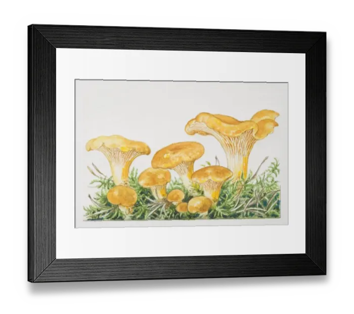 Framed Print : Cantharellus cibarius, Common Chanterelle mushrooms fruiting among moss Framed Print : Cantharellus cibarius, Common Chanterelle mushrooms fruiting among moss