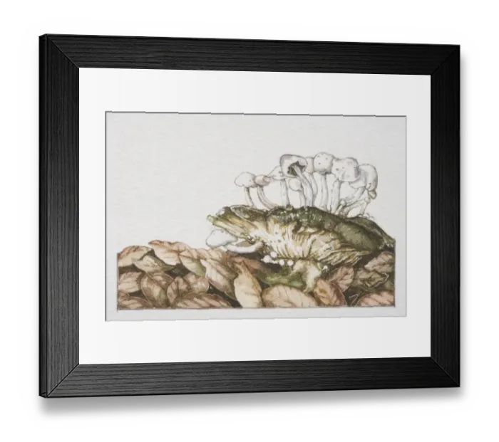 Framed Print : Asterophora parasitica, Pick-a-back Toadstool mushrooms fruiting on large fungi Framed Print : Asterophora parasitica, Pick-a-back Toadstool mushrooms fruiting on large fungi