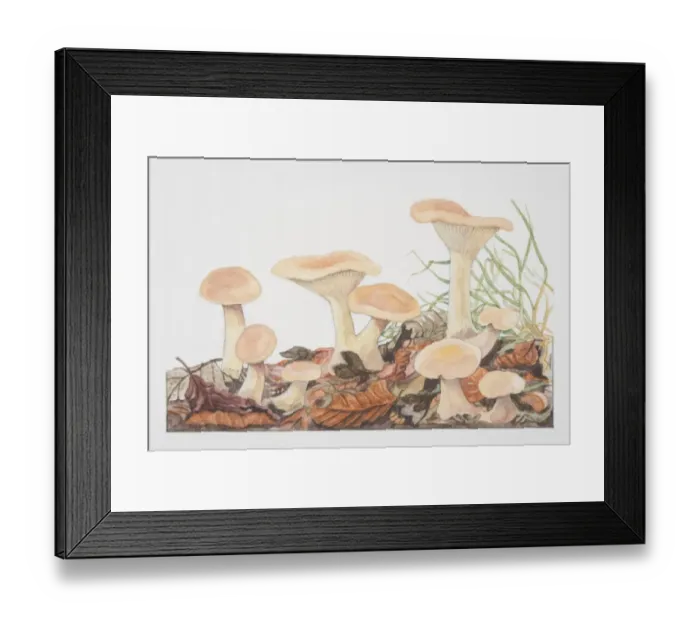 Framed Print : Clitocybe gibba, Common Funnel-cap mushrooms fruiting in woodland soil