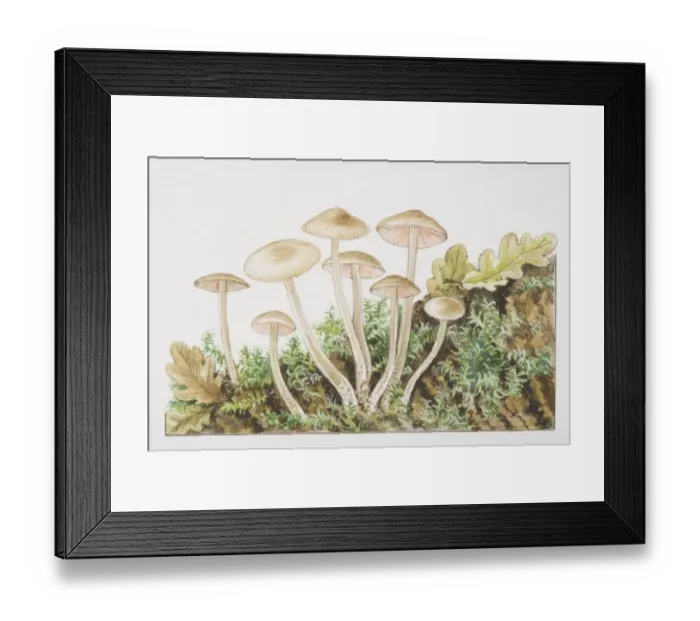 Framed Print : Mycena galericulata, Common Bonnet mushrooms fruiting in tufts Framed Print : Mycena galericulata, Common Bonnet mushrooms fruiting in tufts