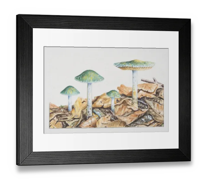 Framed Print : Stropharia cyanea, Blue-green Slime-head mushrooms fruiting on leaf-covered soil Framed Print : Stropharia cyanea, Blue-green Slime-head mushrooms fruiting on leaf-covered soil
