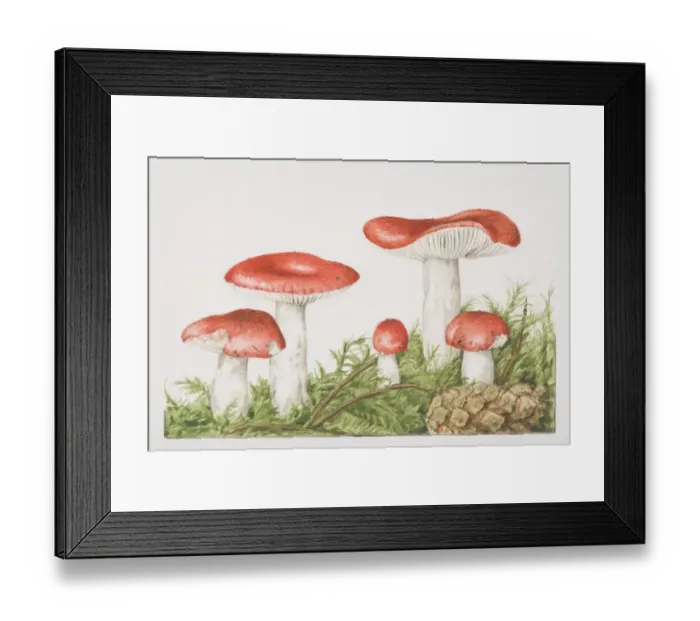 Framed Print : Russula emetica, The Sickener mushrooms fruiting amongst foliage Framed Print : Russula emetica, The Sickener mushrooms fruiting amongst foliage