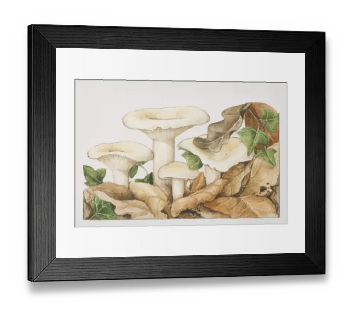 Framed Print : Lactarius piperatus, Peppery Milk-cap mushrooms fruiting amongst fallen autumn leaves