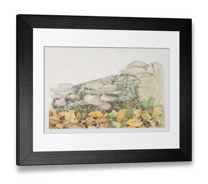 Framed Print : Pleurotus ostreatus, Common Oyster Mushrooms fruiting from log Framed Print : Pleurotus ostreatus, Common Oyster Mushrooms fruiting from log
