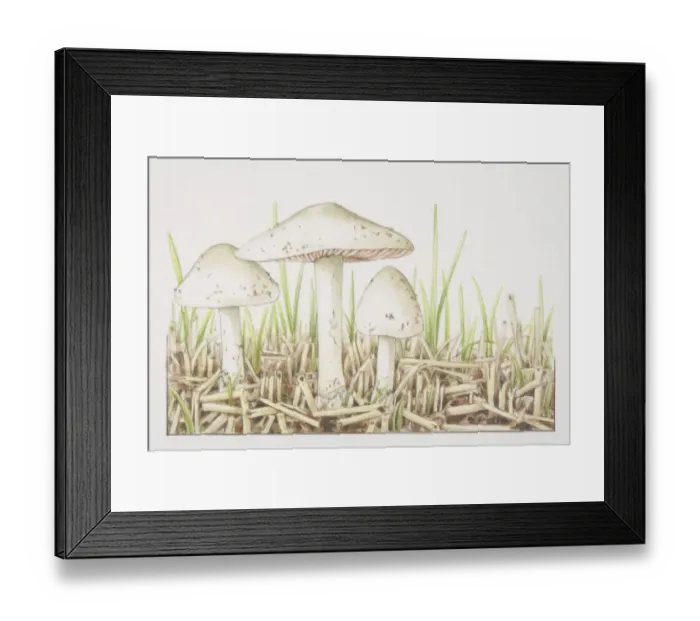 Framed Print : Volvariella gloiocephala, Stubble-field Volvar mushrooms fruiting on bed of straw Framed Print : Volvariella gloiocephala, Stubble-field Volvar mushrooms fruiting on bed of straw