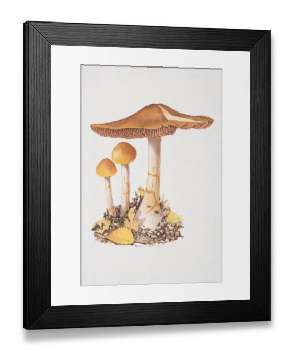 Framed Print : Cortinarius armillatus, three Red-banded Web-cap mushrooms, two of them small and one fully fruited