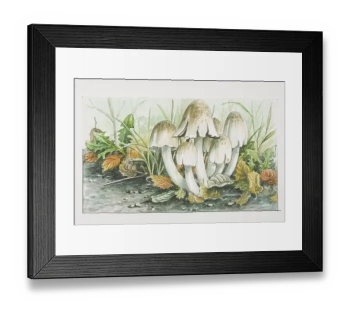 Framed Print : Coprinus atramenarius, Common Ink-cap mushrooms fruiting in dense cluster