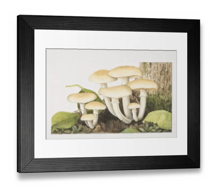 Framed Print : Agrocybe cycindracea, Poplar Field-cap mushrooms fruiting at the foot of tree trunk Framed Print : Agrocybe cycindracea, Poplar Field-cap mushrooms fruiting at the foot of tree trunk