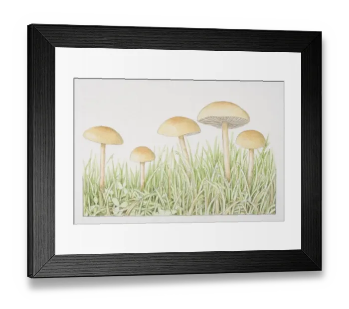 Framed Print : Agrocybe pediades, Common Field Cap mushrooms fruiting in grass Framed Print : Agrocybe pediades, Common Field Cap mushrooms fruiting in grass