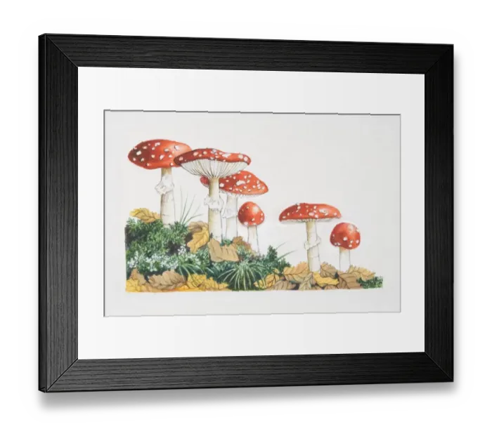 Framed Print : Amanita muscaria, Fly Agaric mushrooms fruiting in woodland