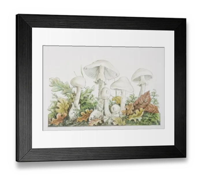 Framed Print : Amanita virosa, Destroying Angel mushrooms fruiting in woodland Framed Print : Amanita virosa, Destroying Angel mushrooms fruiting in woodland