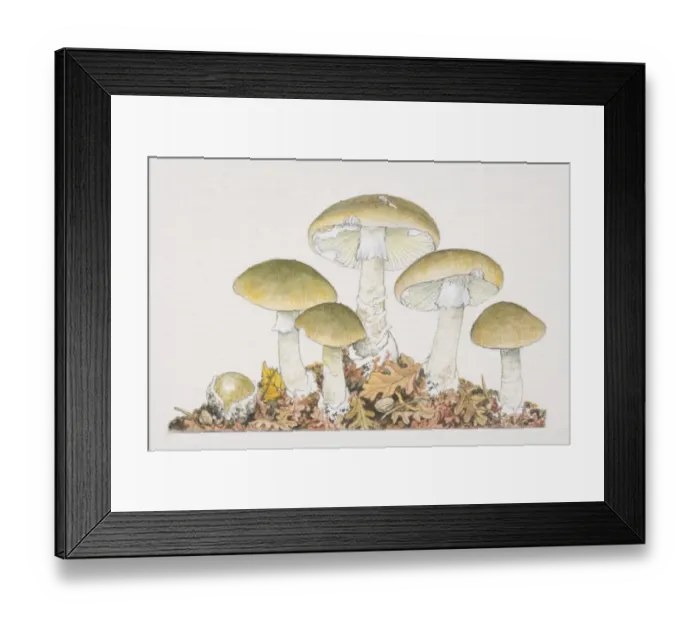 Framed Print : Amanita phalloides, Death Cap mushrooms fruiting in rich leaf-covered soil Framed Print : Amanita phalloides, Death Cap mushrooms fruiting in rich leaf-covered soil