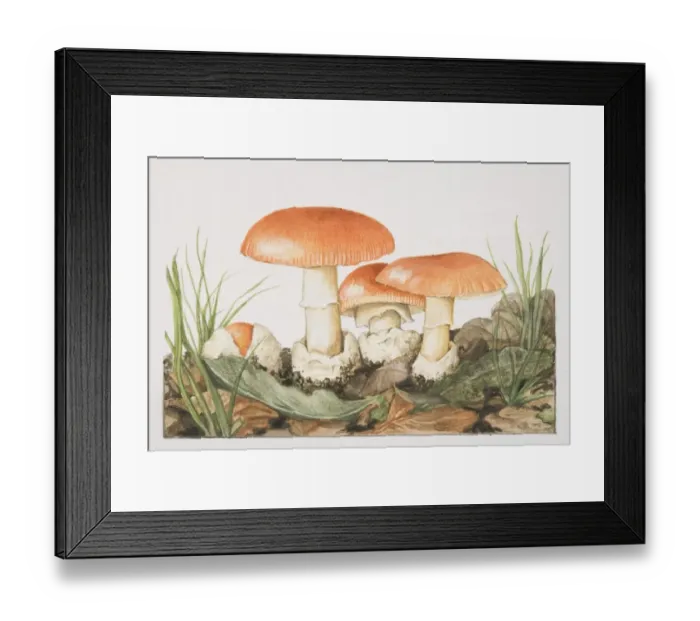 Framed Print : Amanita caesarea, Caesars Mushrooms fruiting around leaves and grasses Framed Print : Amanita caesarea, Caesars Mushrooms fruiting around leaves and grasses