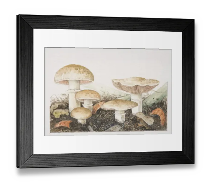 Framed Print : Agaricus bisporus, assorted Cultivated Mushrooms fruiting in rich compost