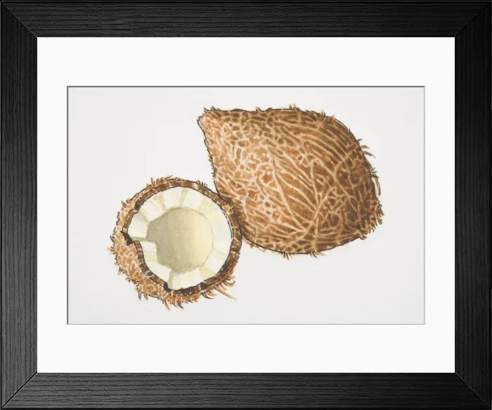 Framed Print : Cocos, one and a half Coconuts Framed Print : Cocos, one and a half Coconuts