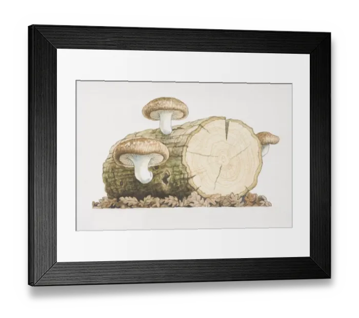Framed Print : Three Shiitake Mushrooms growing from log Framed Print : Three Shiitake Mushrooms growing from log