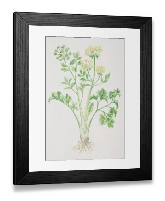 Framed Print : Apium graveolens, Smallage or Celery, flowering plant seeding Framed Print : Apium graveolens, Smallage or Celery, flowering plant seeding