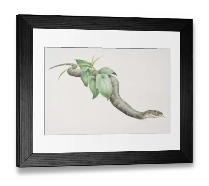 Framed Print : Cottonmouth (agkistrodon piscivorus) slithering through undergrowth, side view Framed Print : Cottonmouth (agkistrodon piscivorus) slithering through undergrowth, side view