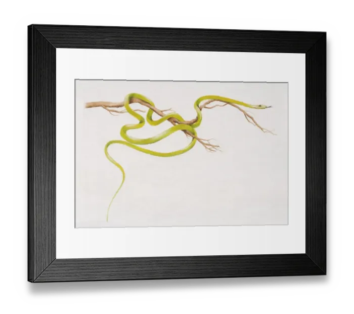 Framed Print : Flying Tree Snake (Chrysopelea pelias) slithering around a thin branch, side view Framed Print : Flying Tree Snake (Chrysopelea pelias) slithering around a thin branch, side view