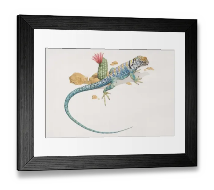 Framed Print : Common Collared Lizard (crotaphytus collaris), elevated view Framed Print : Common Collared Lizard (crotaphytus collaris), elevated view