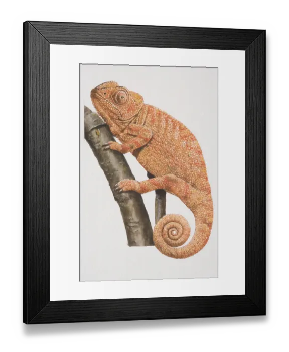 Framed Print : Chamaeleon (chamaeleonidae) perched on tree branch, side view Framed Print : Chamaeleon (chamaeleonidae) perched on tree branch, side view
