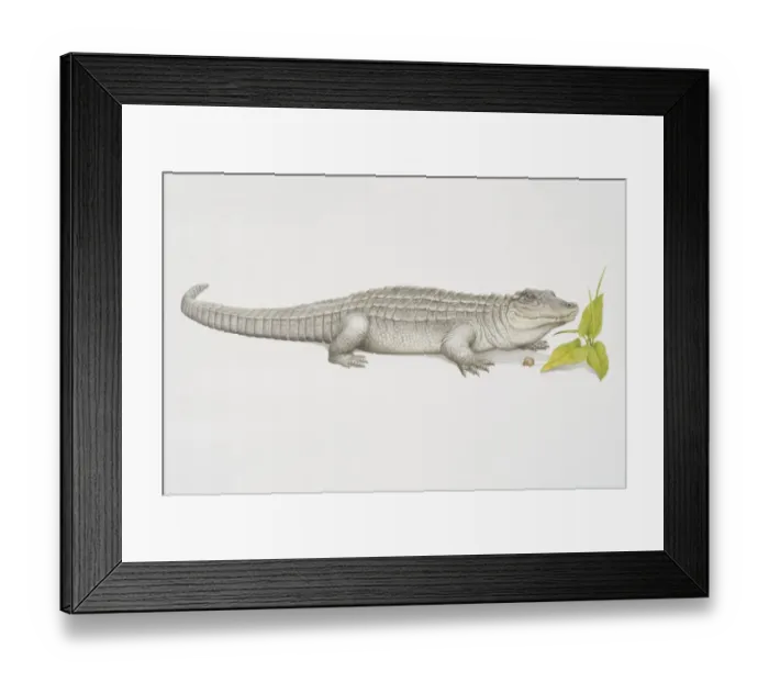 Framed Print : American Alligator (alligator mississippiensis), side view