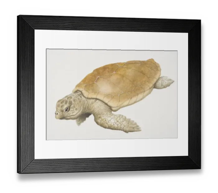 Framed Print : Loggerhead Turtle (caretta caretta) swimming, side view Framed Print : Loggerhead Turtle (caretta caretta) swimming, side view