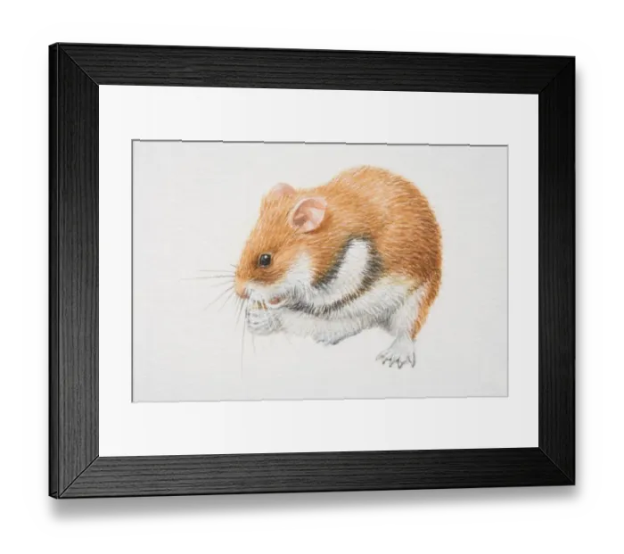 Framed Print : Romanian Hamster (mesocricetus newtoni) feeding, side view Framed Print : Romanian Hamster (mesocricetus newtoni) feeding, side view