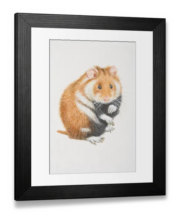 Framed Print : Common Hamster (cricetus cricetus) sitting on its back legs, front view Framed Print : Common Hamster (cricetus cricetus) sitting on its back legs, front view