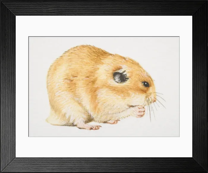 Framed Print : Common Hamster (cricetus cricetus) feeding, side view Framed Print : Common Hamster (cricetus cricetus) feeding, side view