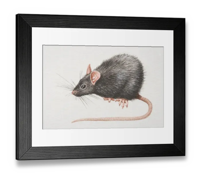 Framed Print : Black Rat (rattus rattus), side view Framed Print : Black Rat (rattus rattus), side view