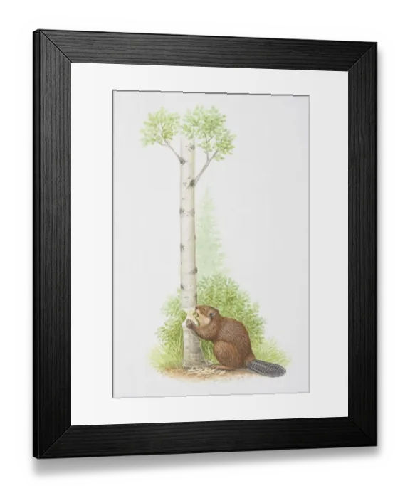 Framed Print : Eurasian Beaver (castor fiber) sitting on ground gnawing away at tree trunk, side view Framed Print : Eurasian Beaver (castor fiber) sitting on ground gnawing away at tree trunk, side view