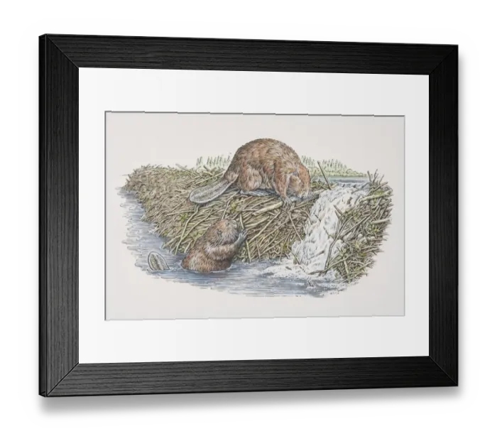 Framed Print : Two American Beavers (castor canadensis) building dam, one perched on top of dam and another in water, side view Framed Print : Two American Beavers (castor canadensis) building dam, one perched on top of dam and another in water, side view