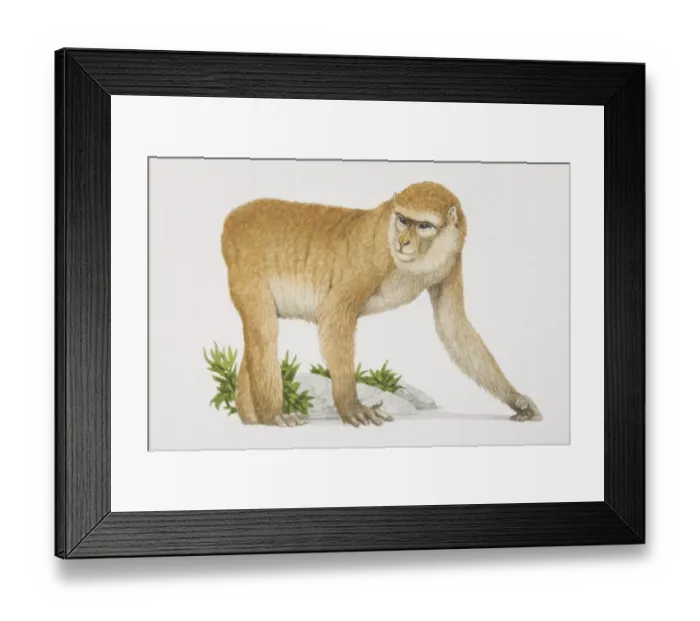 Framed Print : Barbary Ape (macaca sylvanus) on all fours, side view Framed Print : Barbary Ape (macaca sylvanus) on all fours, side view