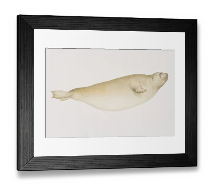 Framed Print : Bearded Seal (erignathus barbatus) Framed Print : Bearded Seal (erignathus barbatus)