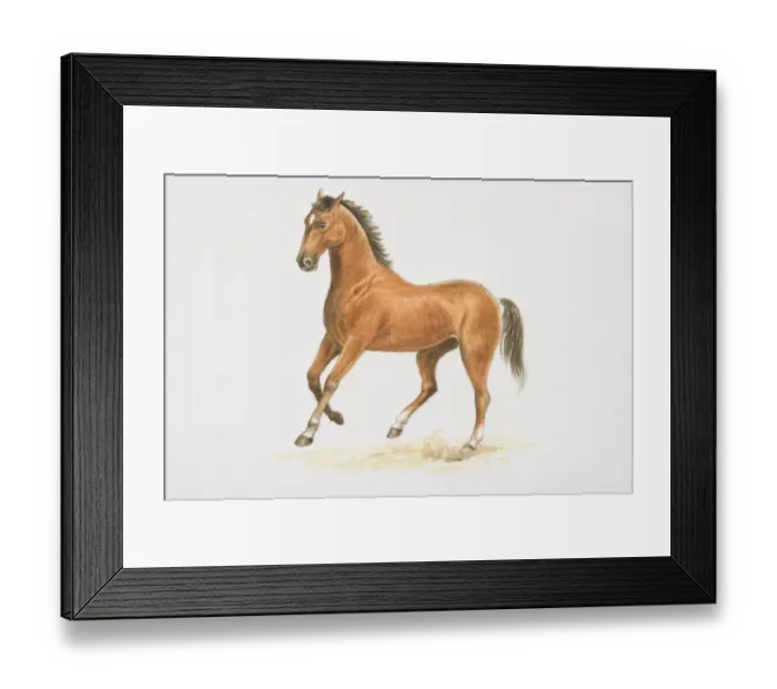 Framed Print : Domestic Horse (equus caballus), cantering, side view Framed Print : Domestic Horse (equus caballus), cantering, side view