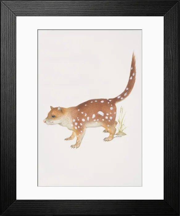Framed Print : Tiger Cat (dasyurus maculatus), side view Framed Print : Tiger Cat (dasyurus maculatus), side view
