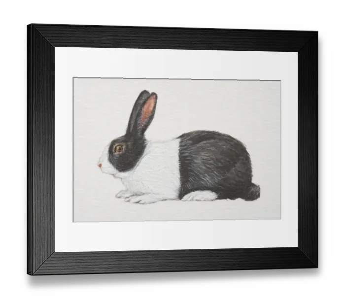 Framed Print : Domestic Rabbit (oryctolagus cuniculus), black and white, side view Framed Print : Domestic Rabbit (oryctolagus cuniculus), black and white, side view
