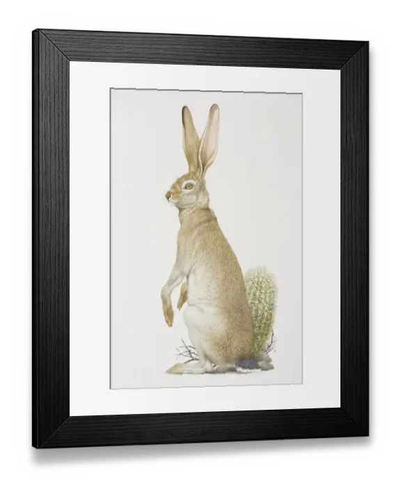 Framed Print : Black-tailed Jackrabbit (lepus californicus) sitting up, side view Framed Print : Black-tailed Jackrabbit (lepus californicus) sitting up, side view