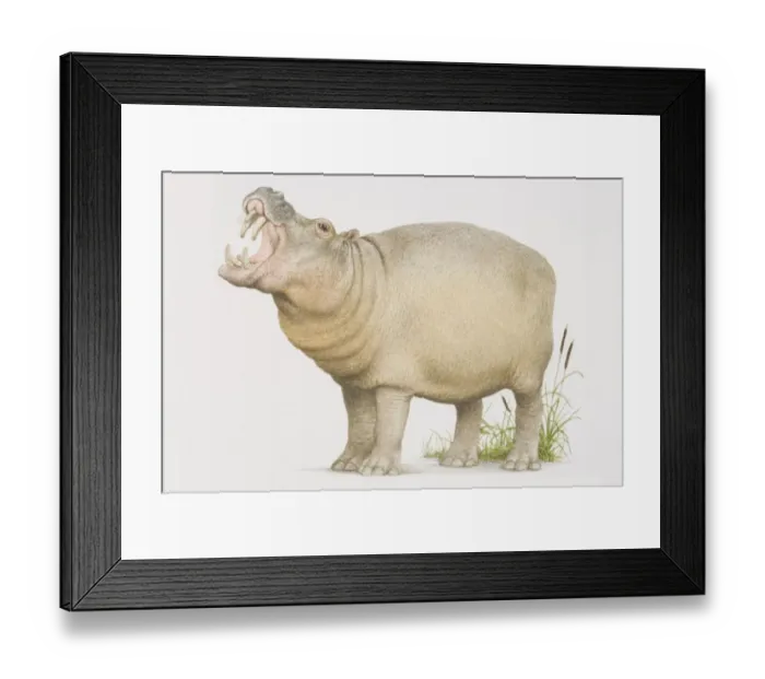 Framed Print : Hippopotamus (hippopotamus amphibius) opening its mouth in a yawn, side view Framed Print : Hippopotamus (hippopotamus amphibius) opening its mouth in a yawn, side view
