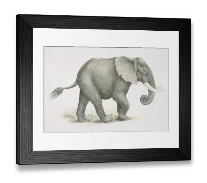 Framed Print : African Elephant (Loxodonta africana), side view Framed Print : African Elephant (Loxodonta africana), side view