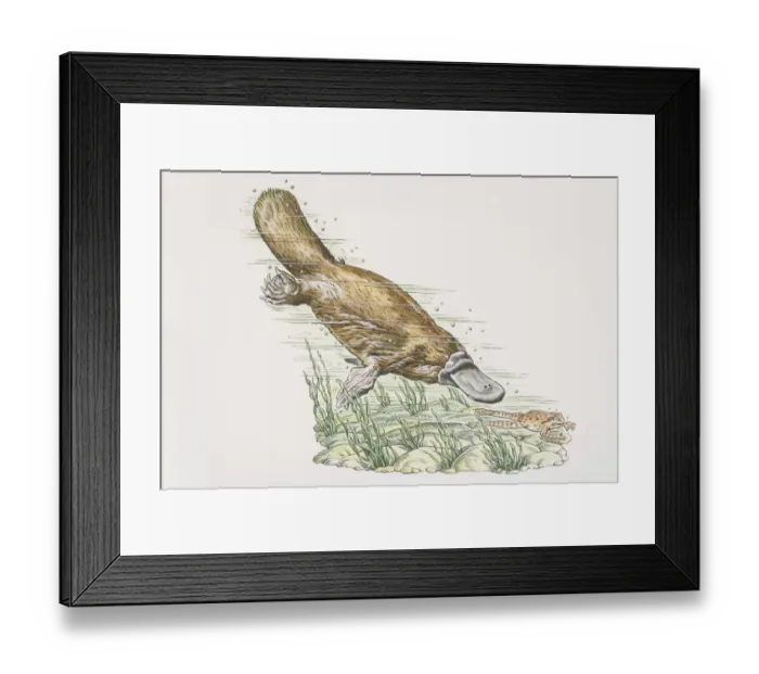 Framed Print : Duck-billed Platypus (Ornithorhynchus anatinus) diving and chasing frog (anura) underwater, side view Framed Print : Duck-billed Platypus (Ornithorhynchus anatinus) diving and chasing frog (anura) underwater, side view