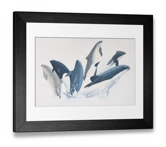 Framed Print : Several Porpoise (Phoecoenidae) species simultaneously jumping out from water, Vaquita or Gulf Porpoise (phocoena sinus), Dalls Porpoise (phocoenoides dalli), Burmeisters Porpoise (phocoena spinipinnis), Harbour Porpoise (phocoena phocoena, Commerson s