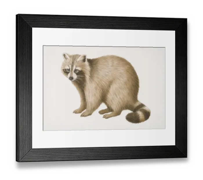 Framed Print : Common Raccoon (procyon lotor), side view Framed Print : Common Raccoon (procyon lotor), side view