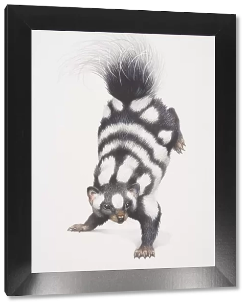 Spotted Skunk (spilogale putorius) leaping forward with its back feet up in the air, front view