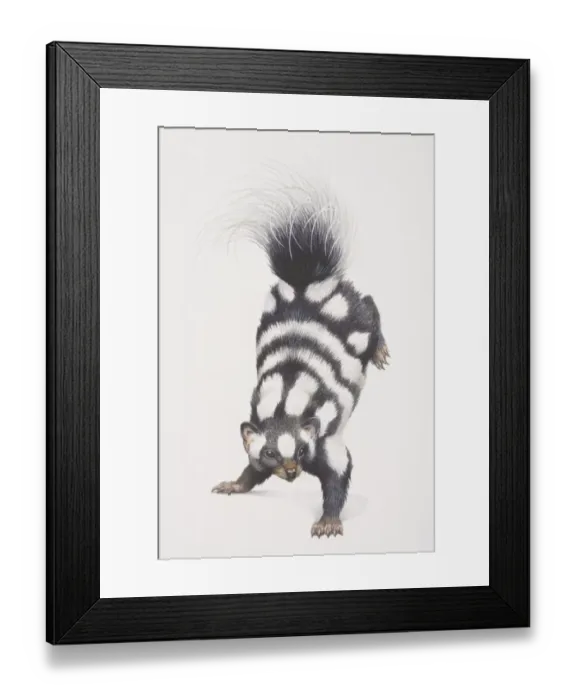 Framed Print : Spotted Skunk (spilogale putorius) leaping forward with its back feet up in the air, front view Framed Print : Spotted Skunk (spilogale putorius) leaping forward with its back feet up in the air, front view